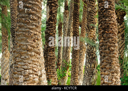 Date palmiers (Phoenix dactylifera) dans la forêt de palmiers connu comme El Palmeral. elche, Alicante, Espagne Banque D'Images