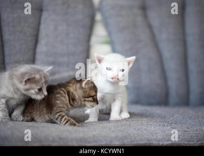 Groupe de petits chatons de 3 semaines Banque D'Images