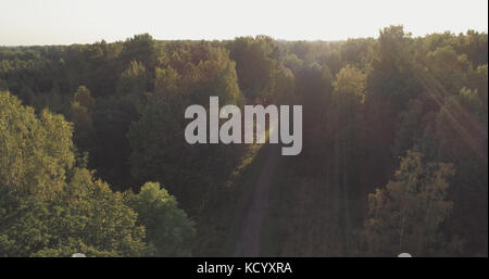 Vol aérien sur les arbres d'automne dans le parc sauvage en septembre Banque D'Images