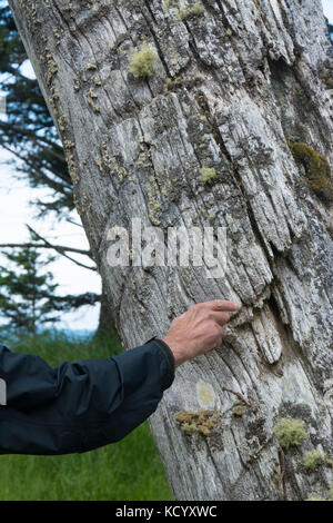 Ploes vieux mâts totémiques à Skedans, Gwaii Haanas, Réserve de parc national et site du patrimoine haïda, Haida Gwaii, anciennement connu sous le nom de Queen Charlotte Islands, British Columbia, Canada Banque D'Images