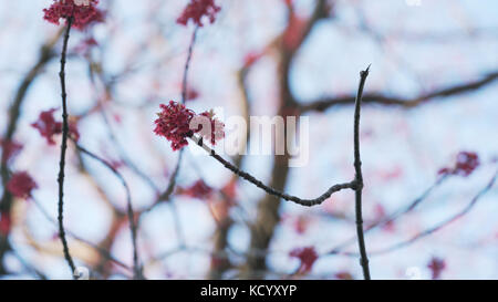 Photo de poche les bourgeons et feuilles rouges sous le soleil de matin libre Banque D'Images