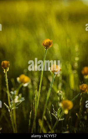 Ranunculus bulbosus, communément appelé St. Le navet[1] d'Anthony, ou butterbutterbutter bumbous, est un membre vivace de la famille des butterbutterbutter. Banque D'Images