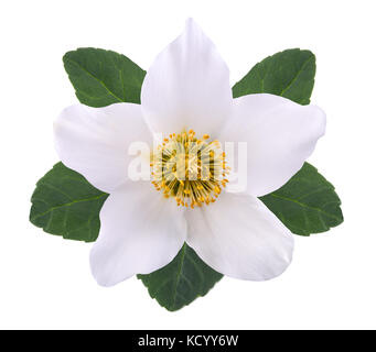 L'hellébore fleur (rose de Noël) isolated on white Banque D'Images