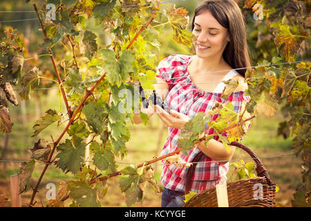 Raisins dans un vignoble en cours de vérification par une femme vigneron (tons de couleur libre) Banque D'Images