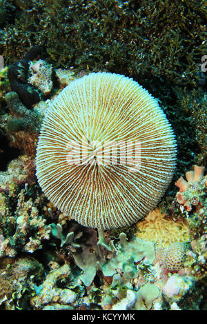 Champignons communs (corail Fungia fungites) sous l'eau dans le récif tropical de l'océan indien Banque D'Images