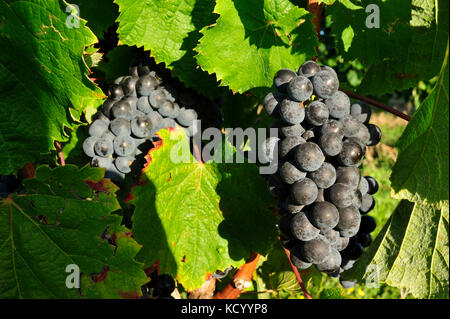 Vignoble, département de la dordogne, aquitaine, france Banque D'Images