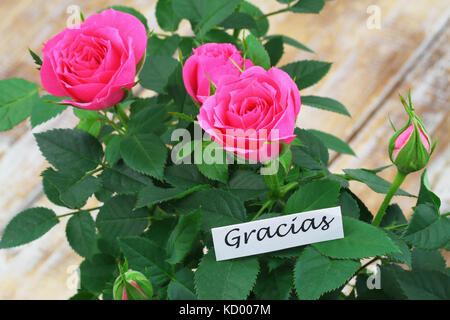 Gracias (merci en espagnol) Carte avec pink roses sauvages Banque D'Images