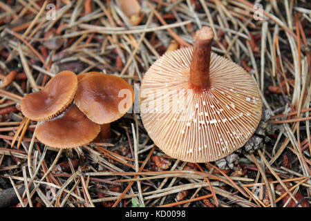 Milkcap roux Lactarius rufus montrant la voie lactée liquide latex ils exsudent quand endommagé Banque D'Images