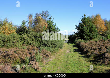 Freshfield Dune Heath, Merseyside, Royaume-Uni Banque D'Images