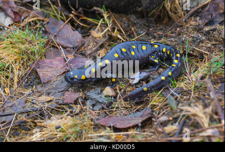 Salamandre maculée, Ambystoma maculatum, Nipissing ouest, nord-est de l'otario, Canada Banque D'Images