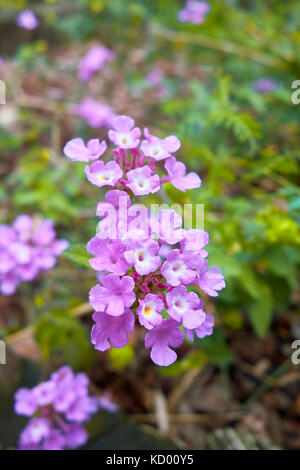 Rose et blanc fleurs d'automne du bord arrière, lantana Lantana montevidensis, dans un jardin. Banque D'Images