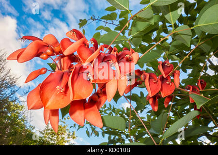 Belle couleur rouge fleurs fleurissent à l'automne de l'arbre corail Cockspur, Erythrina crista-galli (Argentine Arbre National ; Uruguay fleur nationale). Banque D'Images