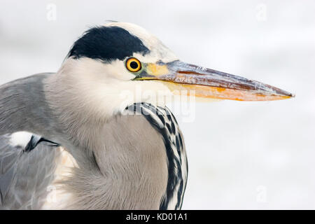 Portrait de Héron cendré (Ardea cinerea) en Suède. Banque D'Images