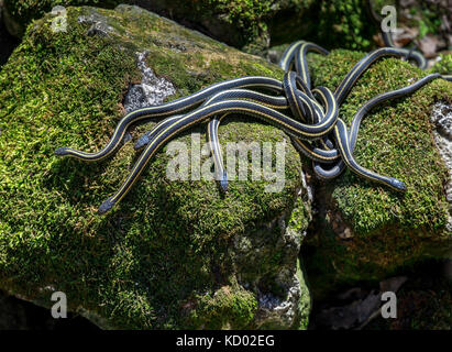 Les couleuvres rayées sortent d'hivernage den pendant l'accouplement annuel rituel, Narcisse Snake Dens, Narcisse, Manitoba, Canada. Banque D'Images