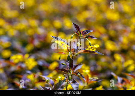 Lysimachia ciliata Firecracker ' ' floraison jaune Banque D'Images