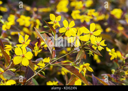 Lysimachia ciliata Firecracker ' ' floraison jaune Banque D'Images