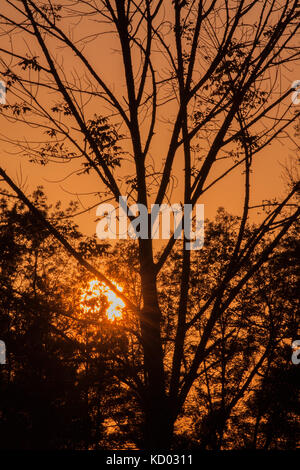 Le coucher du soleil et se découpant des arbres. Banque D'Images