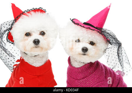 Beau bichon chiens jeune niçoise Banque D'Images