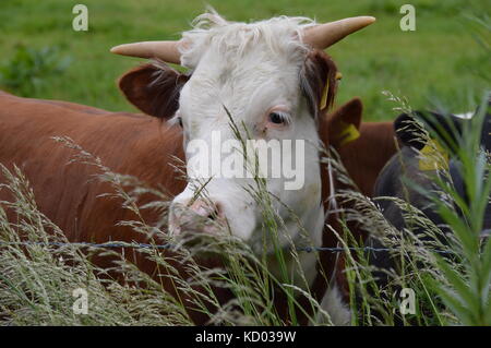 Vache dans un champ Banque D'Images