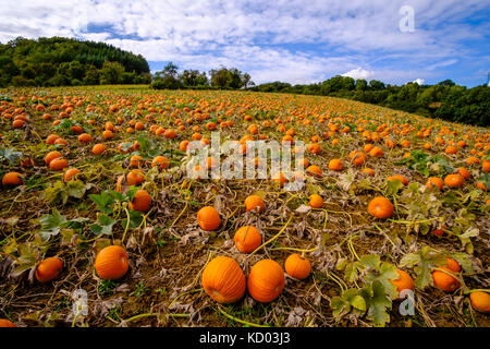 Les citrouilles pour Halloween, prêtes pour la récolte, sont couché sur un champ Banque D'Images