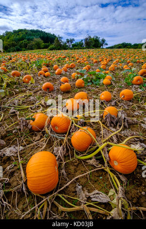 Les citrouilles pour Halloween, prêtes pour la récolte, sont couché sur un champ Banque D'Images