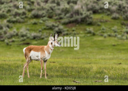 Pronghorn (Antilocapra americana), le Parc National de Yellowstone, Wyoming, USA Banque D'Images