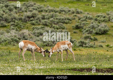 Pronghorn (Antilocapra americana), le Parc National de Yellowstone, Wyoming, USA Banque D'Images