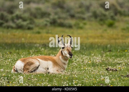 Pronghorn (Antilocapra americana), le Parc National de Yellowstone, Wyoming, USA Banque D'Images