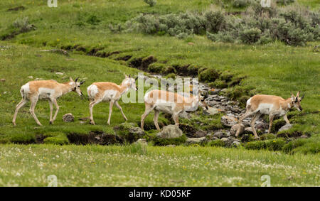 Pronghorn (Antilocapra americana), le Parc National de Yellowstone, Wyoming, USA Banque D'Images