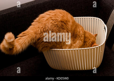 Curieux chat rouge Banque D'Images