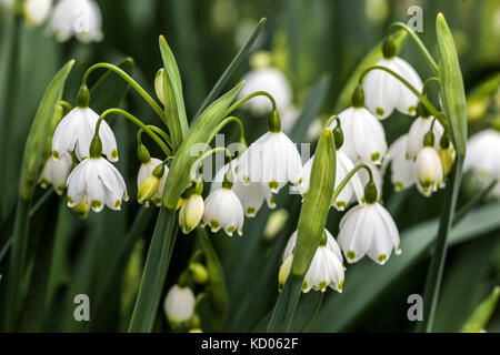 Leucojum aestivum, flocon de neige d'été ou Loddon Lily, fleurissant dans un jardin Banque D'Images