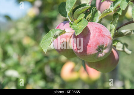 De belles pommes rouges sur la branche en automne Banque D'Images