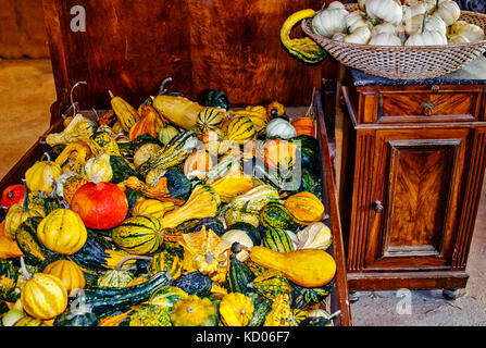 Masses de citrouilles coloré fraîchement récolté en vieux bois lit paysan Banque D'Images