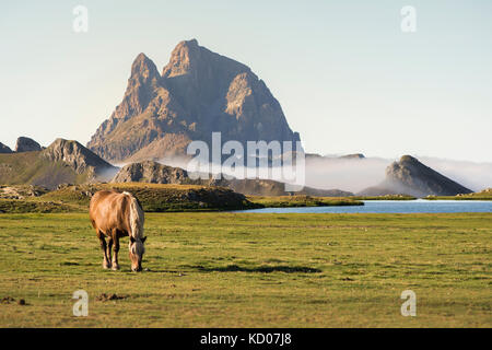 Chevaux dans le lac d'Anayet et vue sur midi d'Ossau Banque D'Images