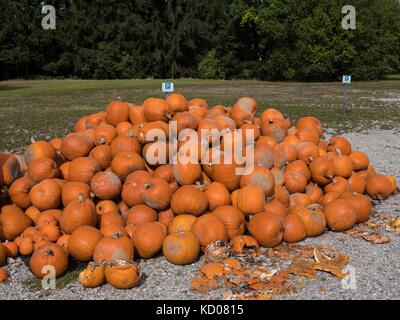 Collection de citrouilles après la récolte Banque D'Images