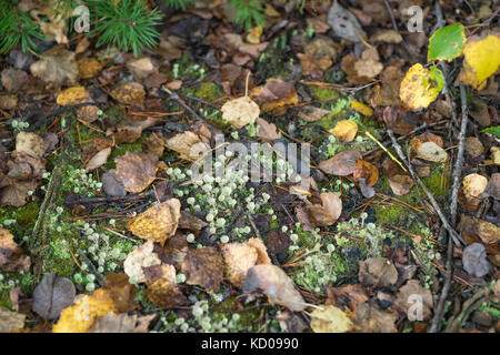 Parmi les feuilles tombées lichen trompette en poudre Banque D'Images