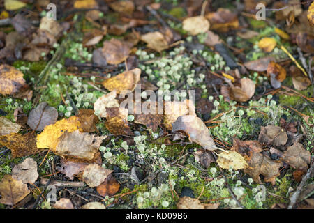 Parmi les feuilles tombées lichen trompette en poudre Banque D'Images