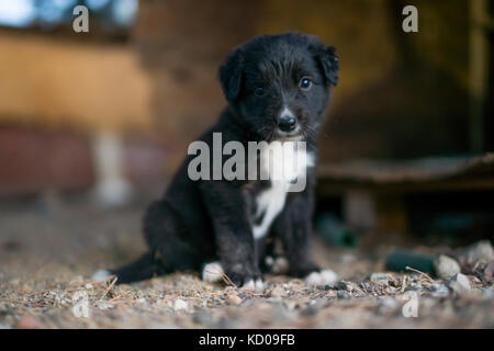 Close up of a little black dog Banque D'Images