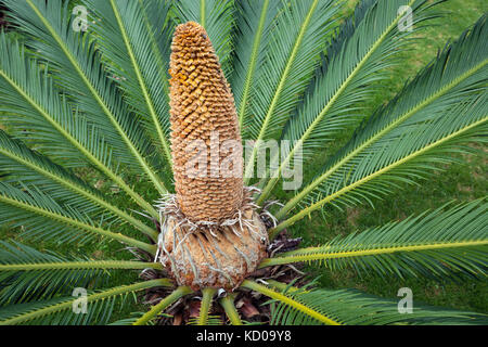 Palmes japonais (Cycas revoluta) ou baquois, baquois, inflorescence, île de Terceira, Açores, Portugal Banque D'Images