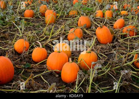 Citrouilles dans un champ de citrouilles, scania, Suède Banque D'Images