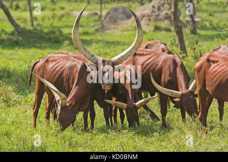 Bovins watusi ankole dans les plaines de l'Ouganda Banque D'Images