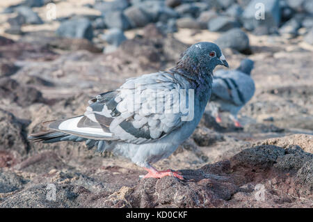 Pigeon biset (Columba livia) sur les rochers d'une plage, Playa piedras caidas, Fuerteventura, Îles Canaries, Espagne Banque D'Images