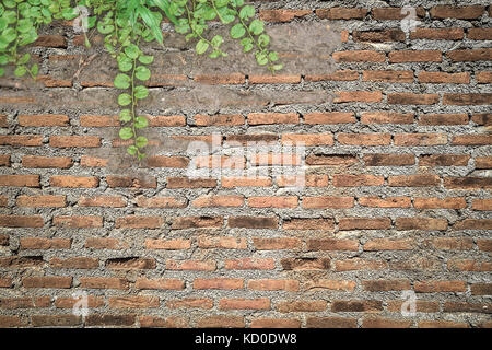 Mur de briques avec copie espace encadré par Ivy Banque D'Images