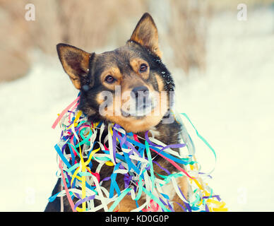 Portrait de chien empêtré dans la neige sur les banderoles colorées Banque D'Images