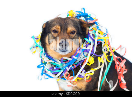 Portrait de chien pris dans streamer colorés isolé sur fond blanc Banque D'Images