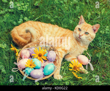 Un chat rouge se trouve à proximité d'un panier avec des oeufs colorés sur une pelouse verte Banque D'Images