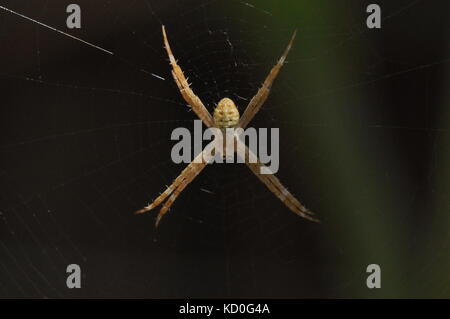 La Croix Saint Andrews (argiope keyserlingi araignée), Townsville, Queensland, Australie Banque D'Images