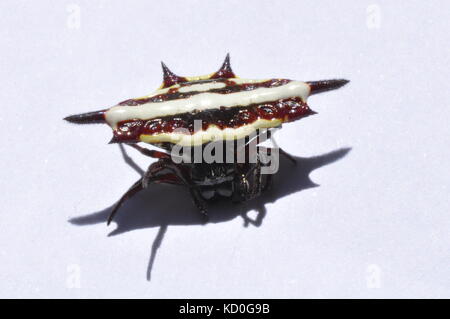 Le nord (gasteracantha araignée jeweled fornicata), Townsville, Queensland, Australie Banque D'Images