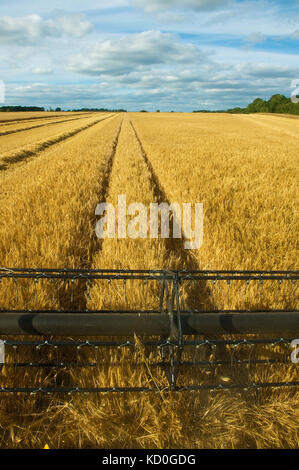 Combiner aux champs, la récolte du blé, de l'accent sur les pales Banque D'Images