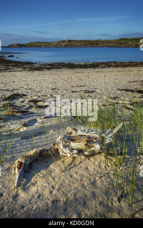 Un squelette d'un oiseau de mer morte Gannett, sur les îles Scilly, Cornwall Banque D'Images